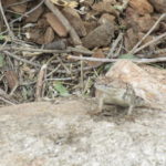 lizard on rock