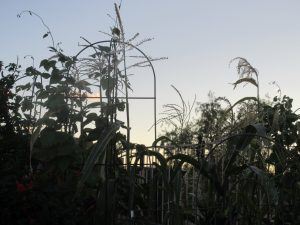 Corn in September in Tucson, Arizona backyard.  