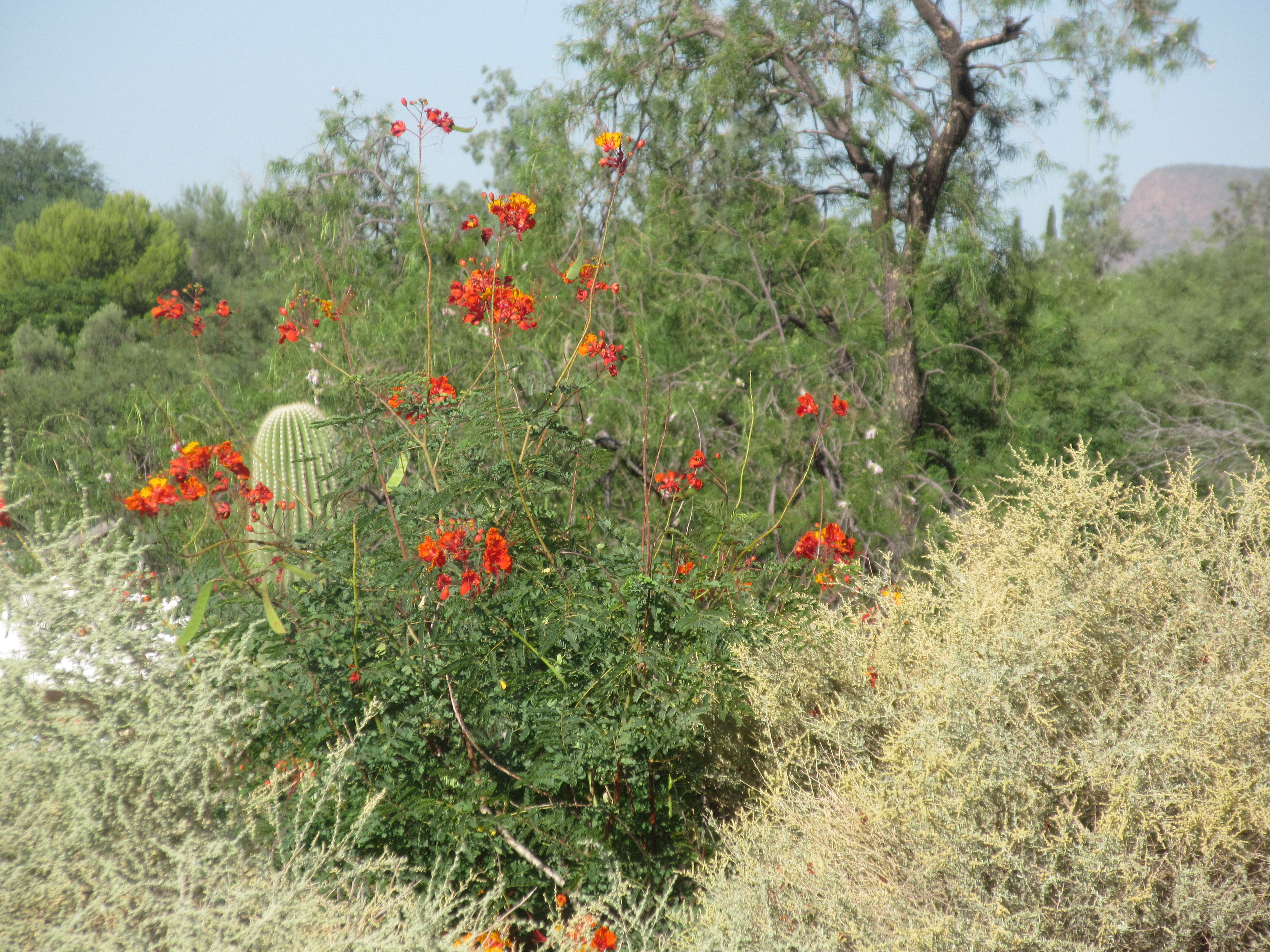 backdoor page bird of paradise with saltbush saguaro and willow backdoor page bird of paradise with saltbush saguaro and willow