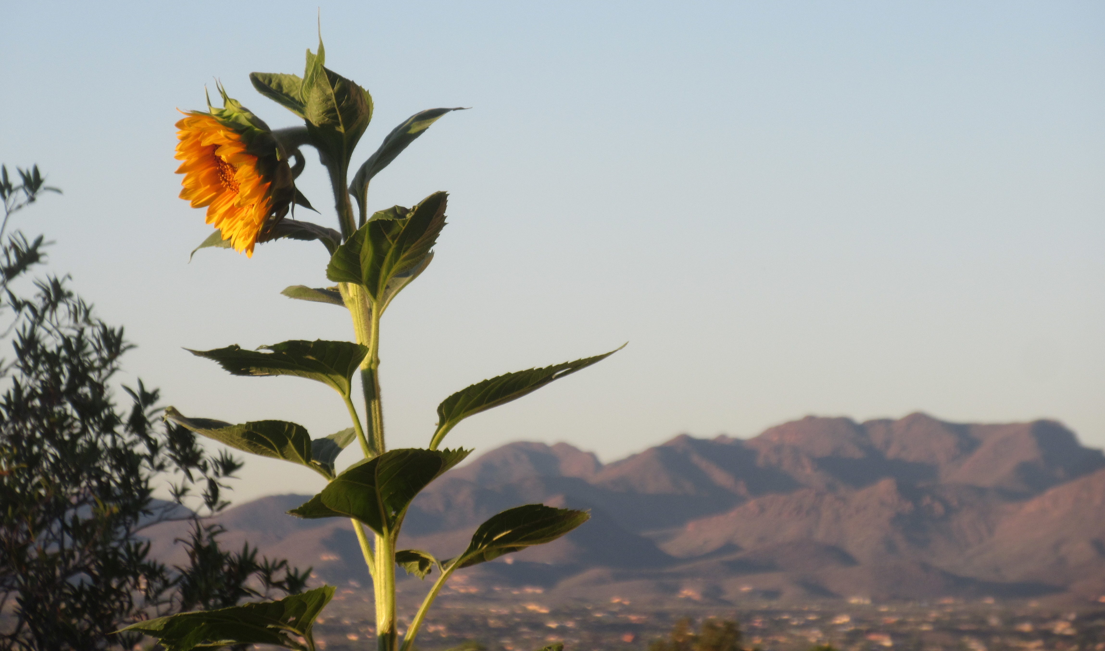 sunflower with Tucson Mountains