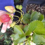 Sweet strawberries in the kids' garden in our backyard