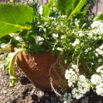 pot of sweet alyssum