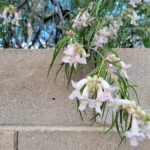 desert willow