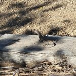 zebra-tailed lizard