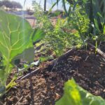 broccoli and carrots before